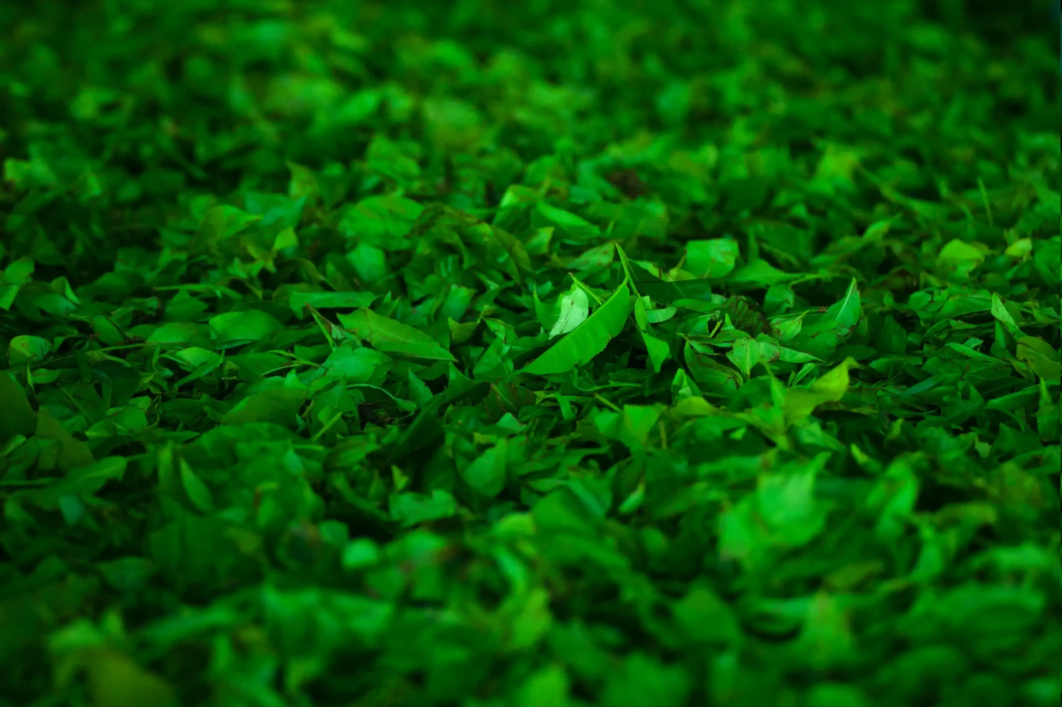 Yeşil Çayın Şaşırtıcı Faydaları: Sağlık İçin Yeşil Işık!